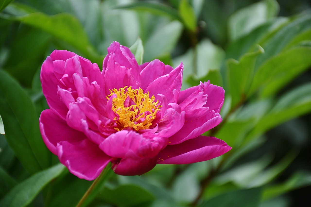 花啦花啦注冊難題解析，常見問題及解決方案